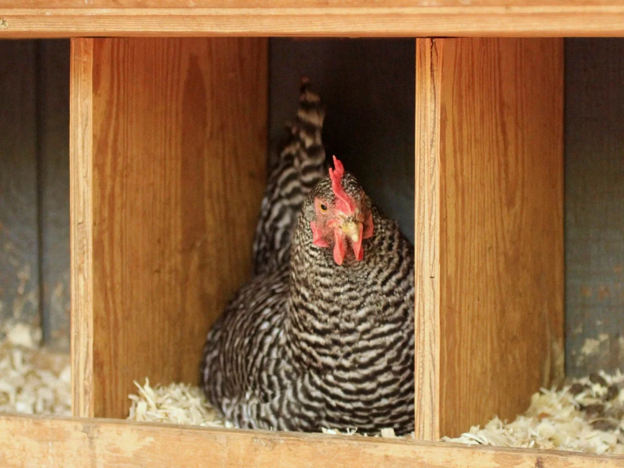 do chickens need nesting boxes